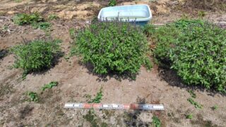 ホーリーバジルですが80cm以上あります-2025-08-30