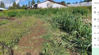 今は石破茂よりもイノシシ侵入防止の方を先にしています-2025-09-02