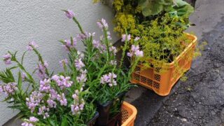 穴水町の草月流生け花の先生の角さんから注文をいただいていたヒマワリとハナトラノオとオミナエシを届けました-2025-09-05