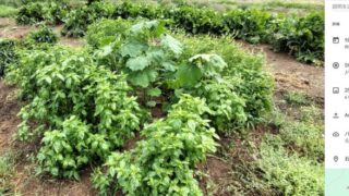 今年試作している１０月末のハロウィーンの飾りで使うカナリアナスです。 背たけが１ｍ超えてきました-2025-09-09