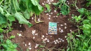 ヤーコンとカナリアナスのまだ生きているのを埋め戻して、今年収穫して乾燥させていたニンニクを株元にばらまきました-2025-09-10