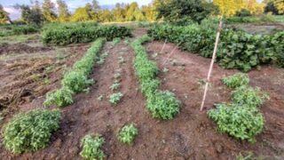 9月17日現在の今のひまわりの状況です-2025-09-18