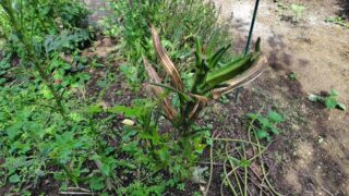 オクラは来年用の種取りを始めました2025-09-21