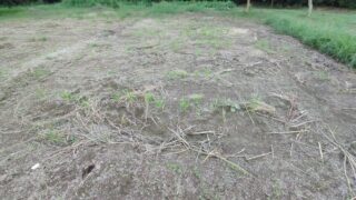 畑に収穫せずに取り残したホワイトニンニクが発芽してました-2025-09-23