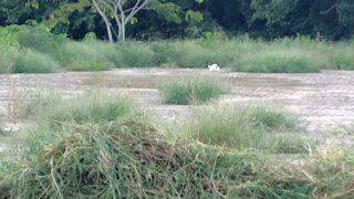 昨日草刈りをして刈草を積み上げていたら熱中症で地面にぶっ倒れた。いきなりきた-2025-09-24