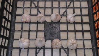 去年秋にニンニクの暖地系の上海早生(かてい種)を試作してみました-2025-09-27