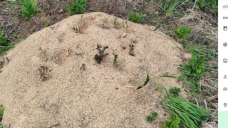 2012年に新規就農したら母の実家の青森県の親族から贈ってもらった山ウドです。2株だけ生き残りました-2025-09-29