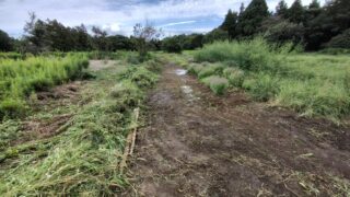 これからホースラディッシュ(西洋わさび)を使ったイノシシ対策の障壁を作ります-2025-09-29