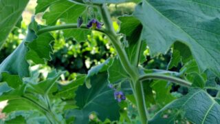 ハロウィンの飾りつけで使うカナリアナスは花が咲くところまでできました-2025-10-04