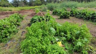 スイートバジルの方なんだけれど(私はホーリーバジルも栽培しています)、とにかく寒さに弱いです-2025-10-04