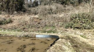 匂い菖蒲も根づいたみたいです-2025-03-11