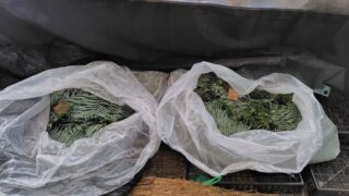 ウラジロの束をそのまま保管していました-2-25-03-17