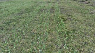 わたしの方は今まで耕作放棄地再生に取り組んできました-2025-03-19