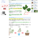 ハーブを殖やす方法 挿し木・株分けについて|ハーブのホームページ