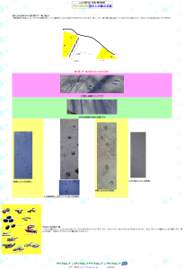 雪の上の獣の足跡