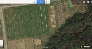 大甲開田い１８