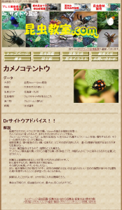 昆虫教室-カメノコテントウ-昆虫図鑑 2013-11-17 18-46-31