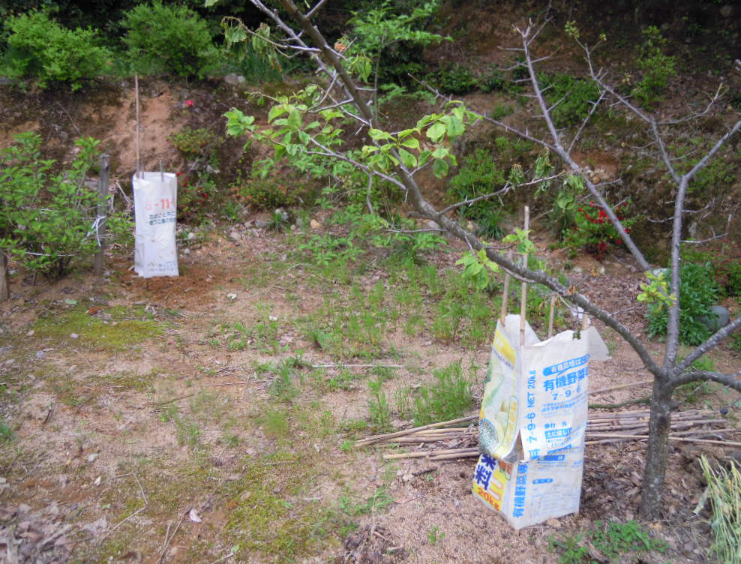 かぼちゃは２株生き残りました 2011-05-30