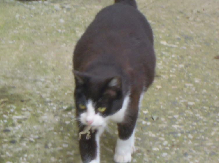 猫が少しなついた 2011-06-12