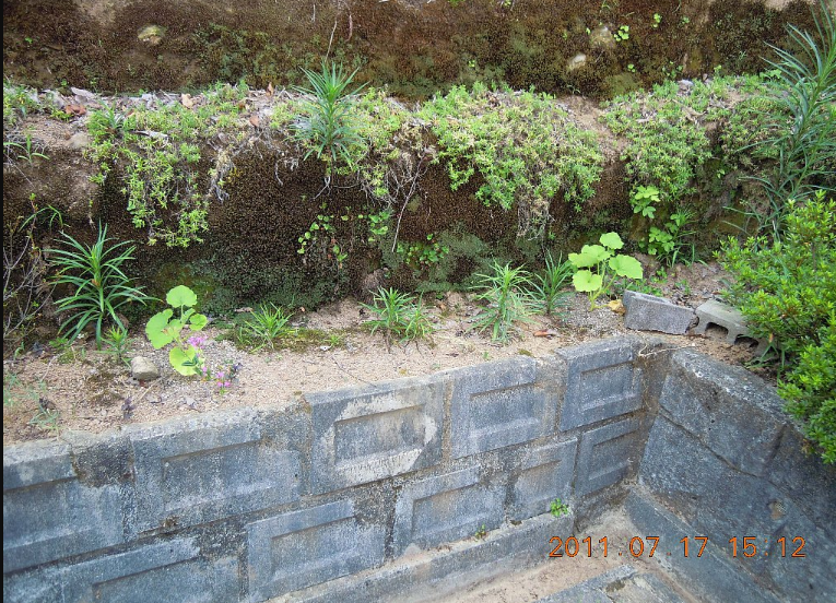 ７月１７日　家庭菜園の東京かぼちゃに肥料をあげるか悩み中　2011-07-17