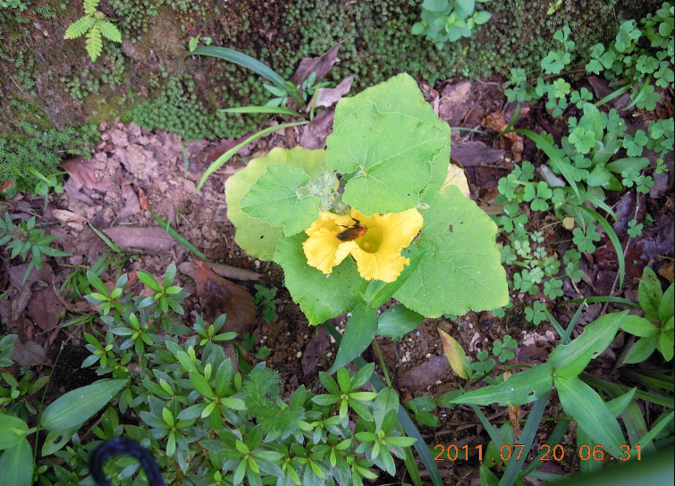 7月20日 東京かぼちゃの花は咲いたけど 2011-07-20