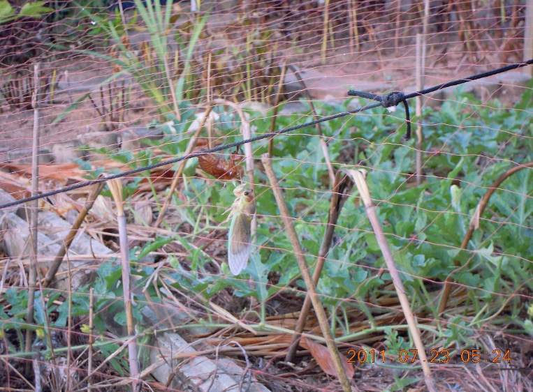7月２３日　防鳥ネットにぶら下がって、セミが羽化してました。2011-07-23