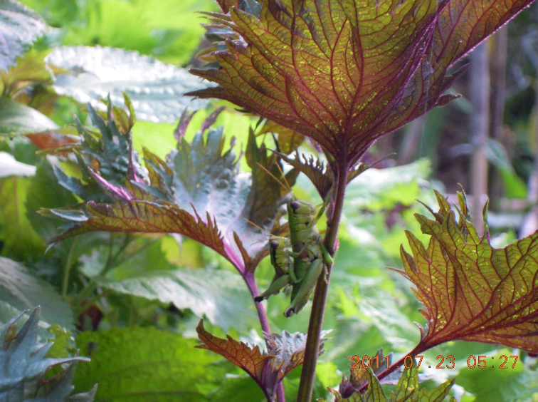 ７月２３日　赤しその茎に しがみついている 「ばった」の親子 2011-07-23