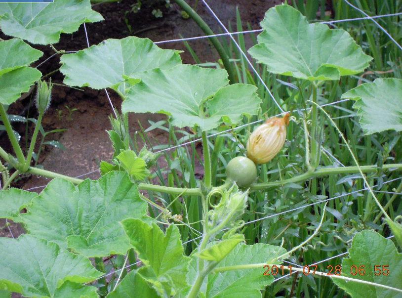 東京かぼちゃに実がついたのはいいけれど、さてとこれからどうしよう　2011-07-28