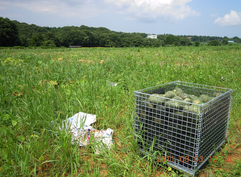 かぼちゃは収穫したあとの運搬作業が大変　2011-08-16