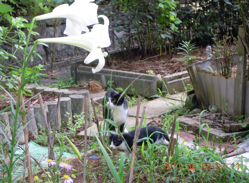 子猫１ぴき 2011-09-13