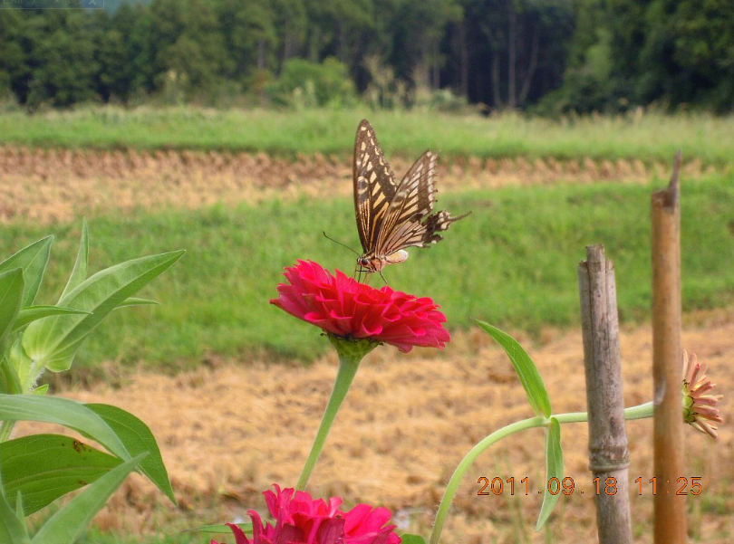 秋桜とか 2011-09-26