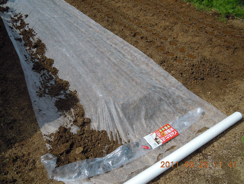 こかぶの種をまきました 2011-09-25