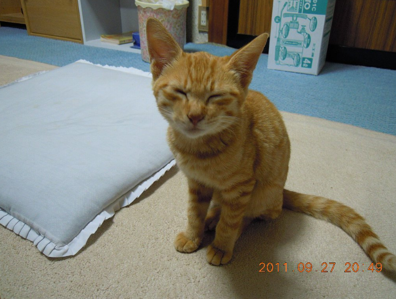 子猫ひろってきた。「きぃ」と名づけました 2011-09-27