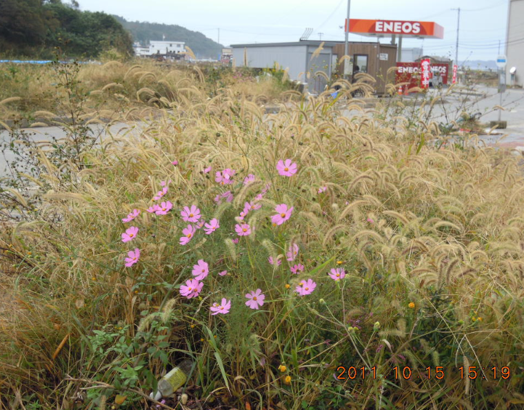 先週の土曜日は牡鹿町(おしかちょう)鮎川浜清崎で 2011-10-17