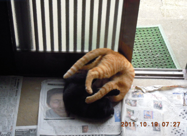 母ネコがいなくなって1週間以上たちました。2011-10-20