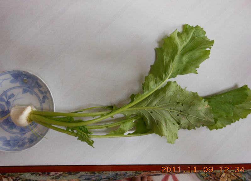 コカブの味見をしてみた 2011-11-09