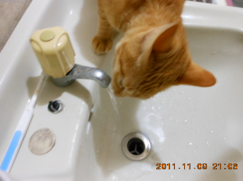 水道の蛇口から出てくる水を 直接飲むことは、飼い猫はみんなできるかもしれません 2011-11-09