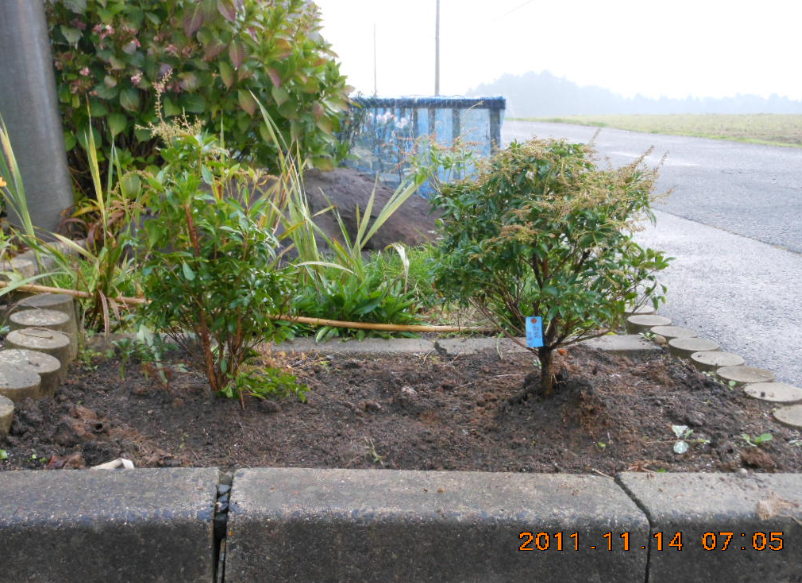 あせび（馬酔木）を買いました 2011-11-14