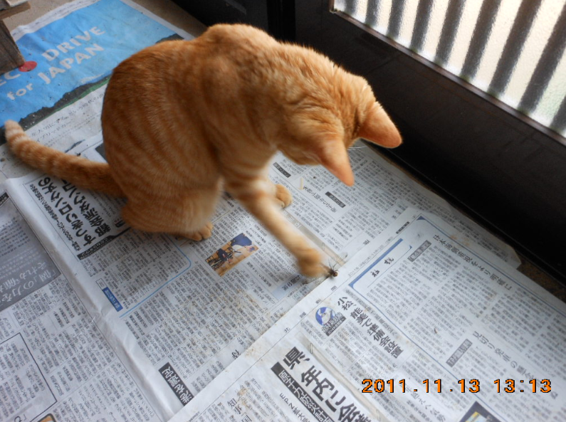 獲物を獲ってくるたびにほめていたら赤とんぼを捕まえてきました2011-11-14