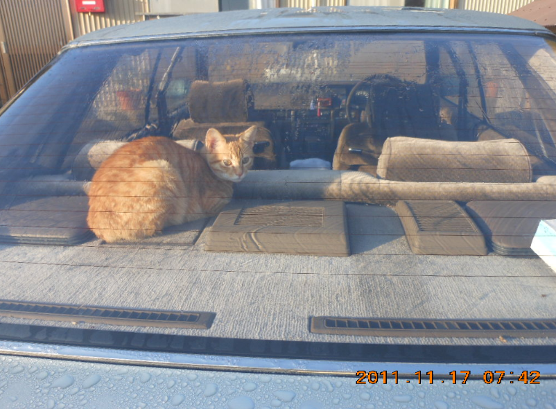 車にやっと慣れました2011-11-25