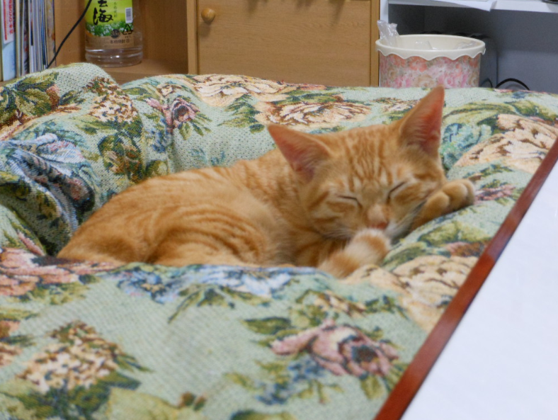 ねこはこたつでまるくなる 2011-11-27