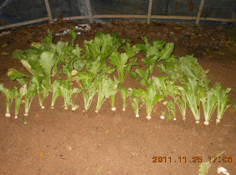 コカブの種を自家採取するつもりで家庭菜園に植え直しました 2011-11-28
