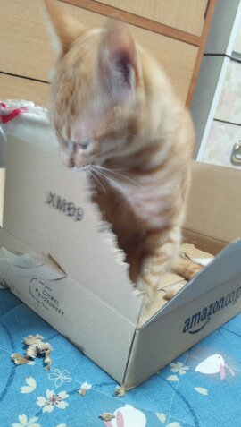 猫というより 2012-01-31