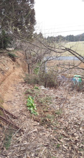 小かぶの移植は