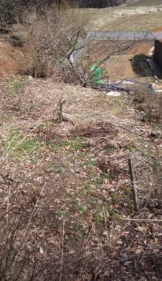 小カブの種取りですが 2012-03-25