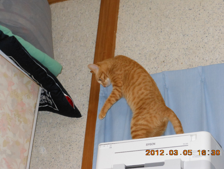 エプソンのプリンターが丈夫でほっとしました2012-03-05