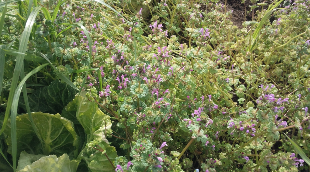 キャベツ畑で刈敷き 2012-04-03