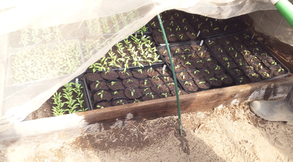 ナスの鉢上げ 2012-04-06