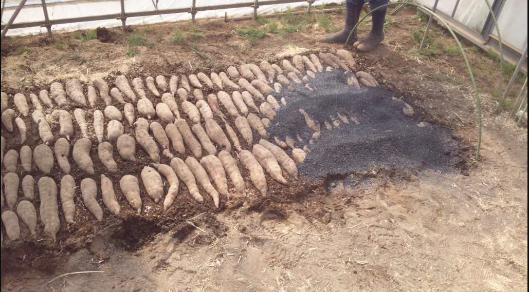 さつまいもの伏せこみ　2012-04-10