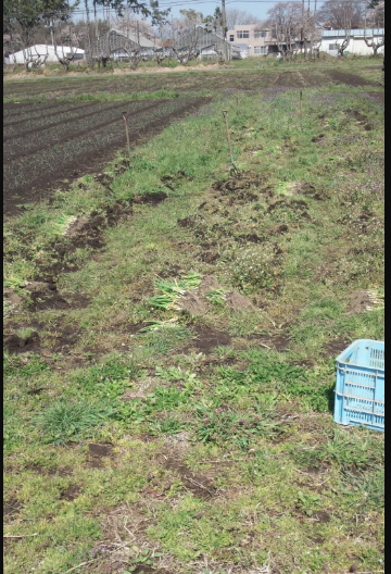 ねぎ苗の抜き取り 2012-04-12